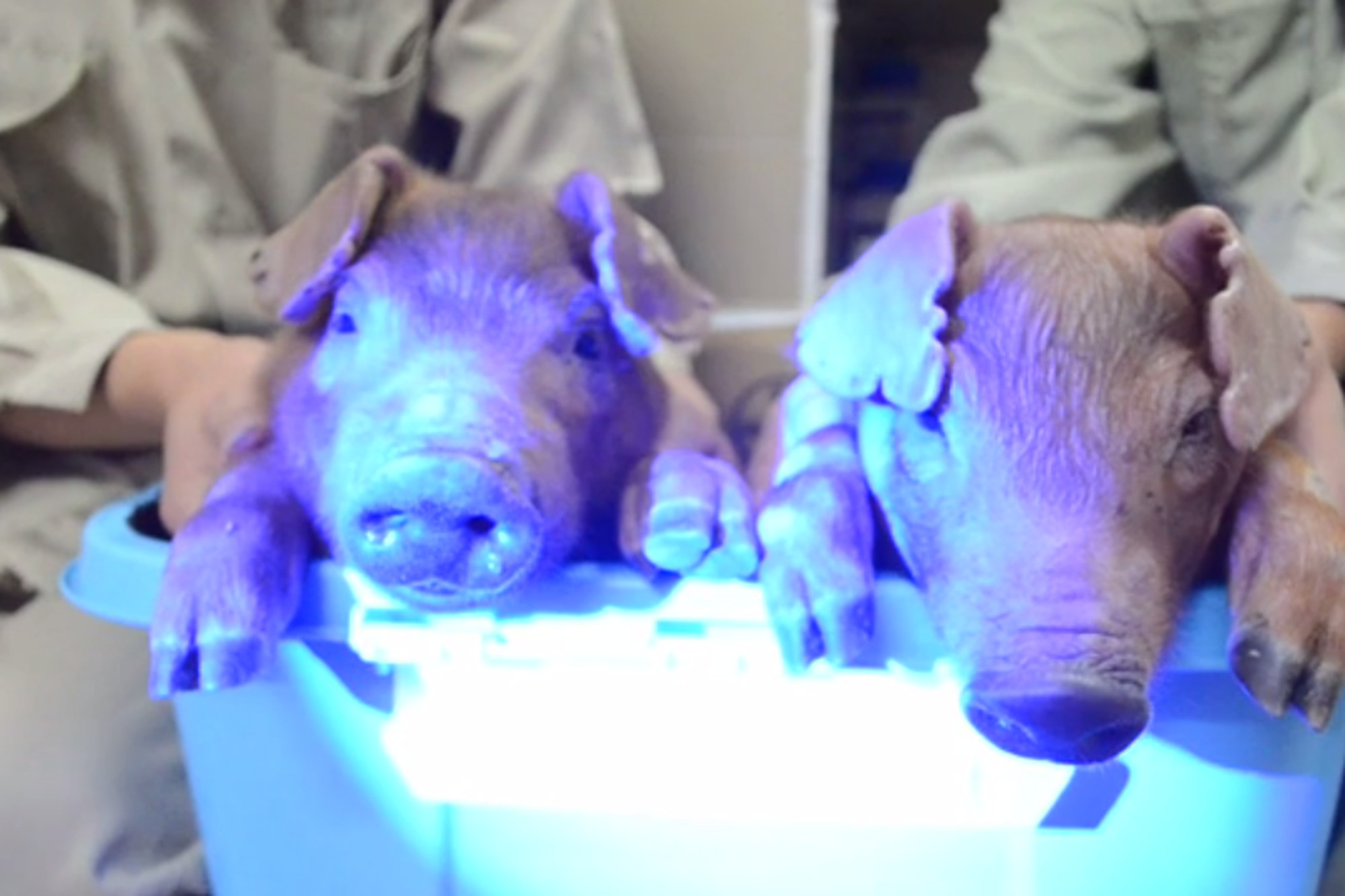 Scientists create glow-in-the-dark pigs using jellyfish DNA - The Verge