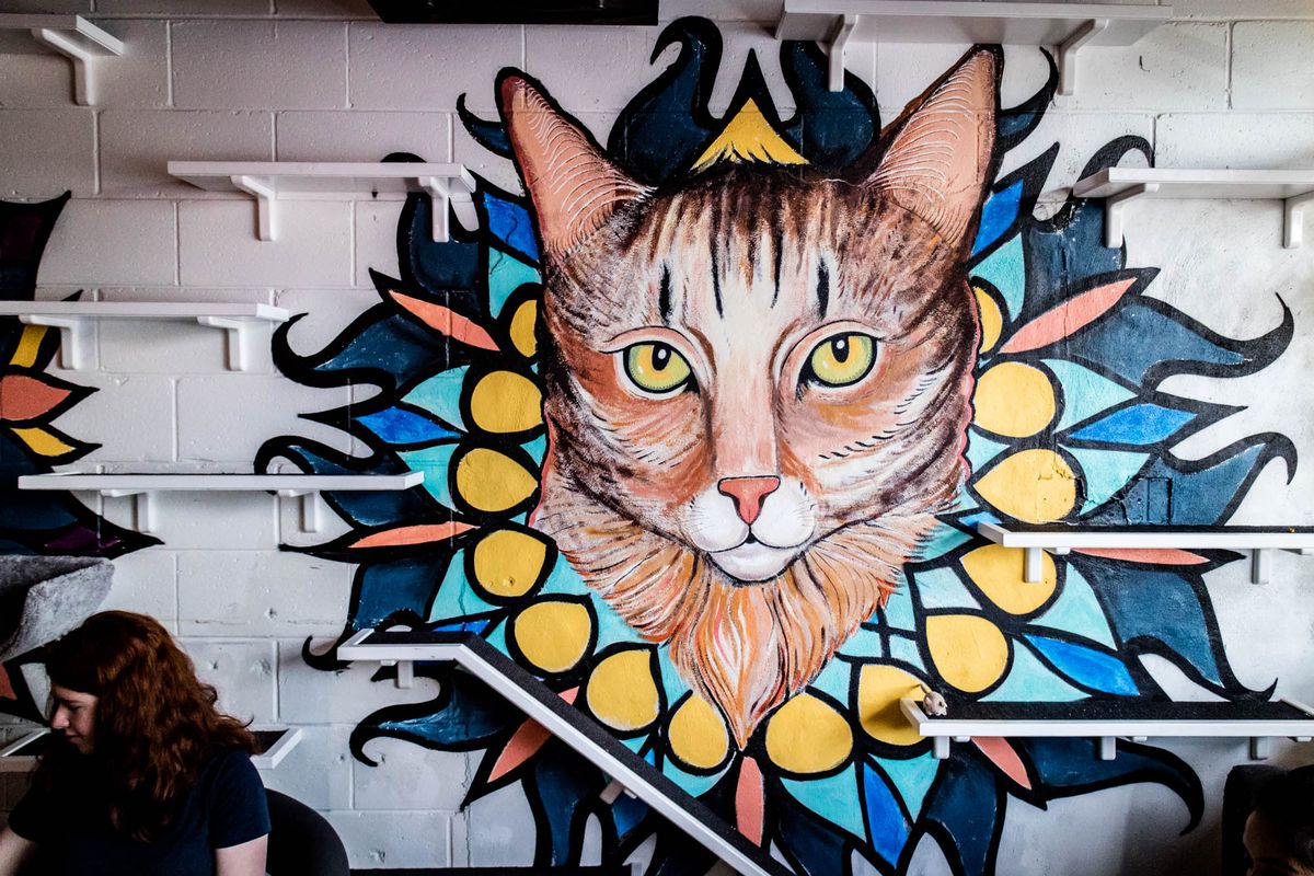 A mural of a cat at Java Cats Cafe