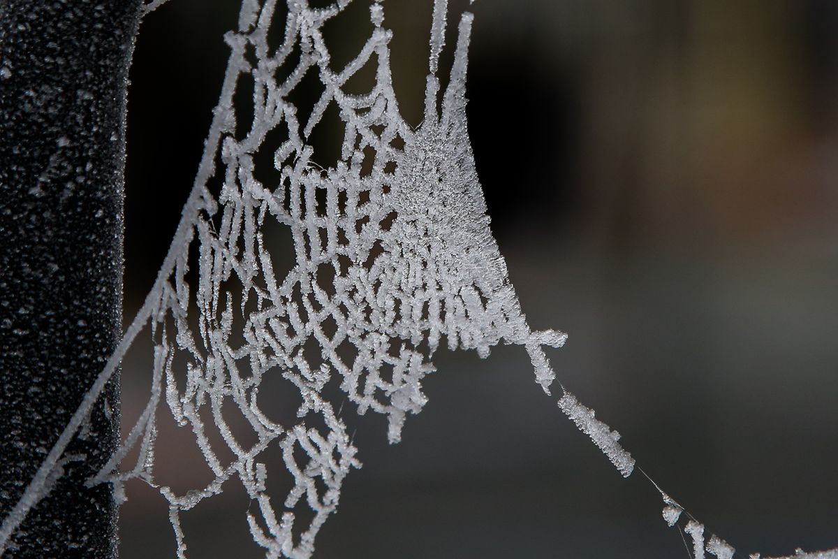 Icicles on a frozen spider web caused by freezing...