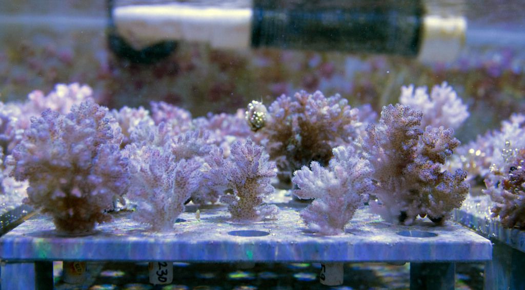 Baby Pocillopora growing up in the SeaSim tanks.