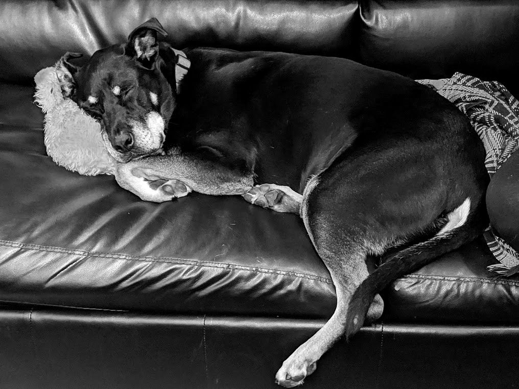 Peter’s Rugg’s dog on a sofa.