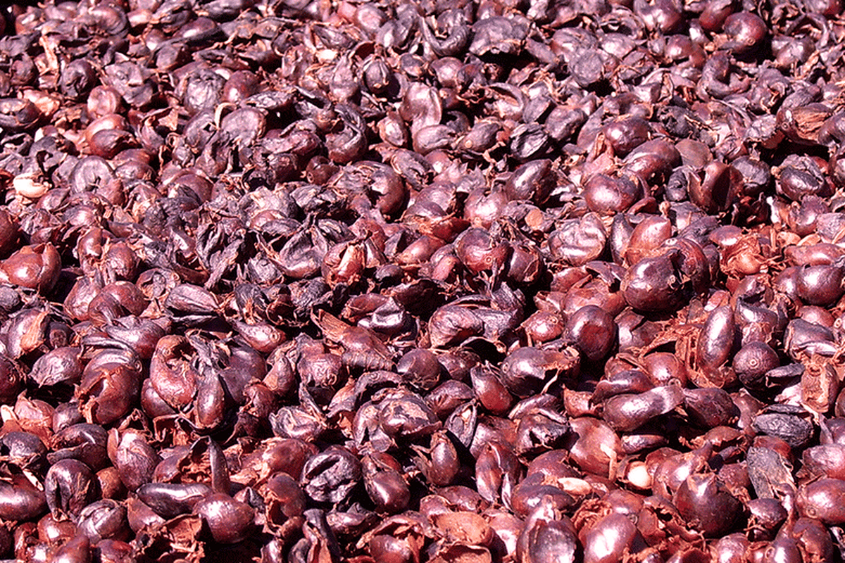 Dried cascara (coffee cherries) ready for drink-making. 