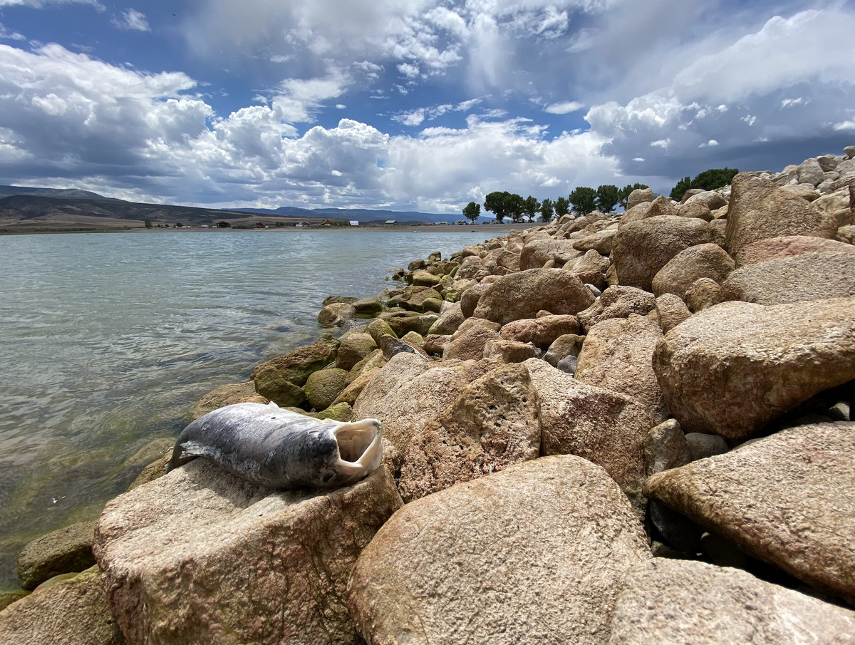 A dead fish out of water at Otter Creek Reservoir in Piute County during the summer of 2021. Water levels dropped below under 20% at the reservoir this year as a result of the drought.