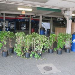 5:58 p.m. Plants lined up inside of Gate F - 
