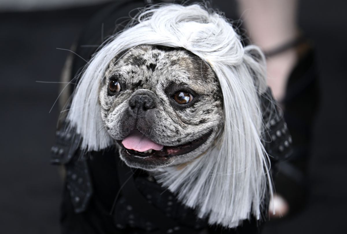 Rory the Frenchie from TikTok attends the The Witcher Season 3 UK Premiere dressed as Geralt