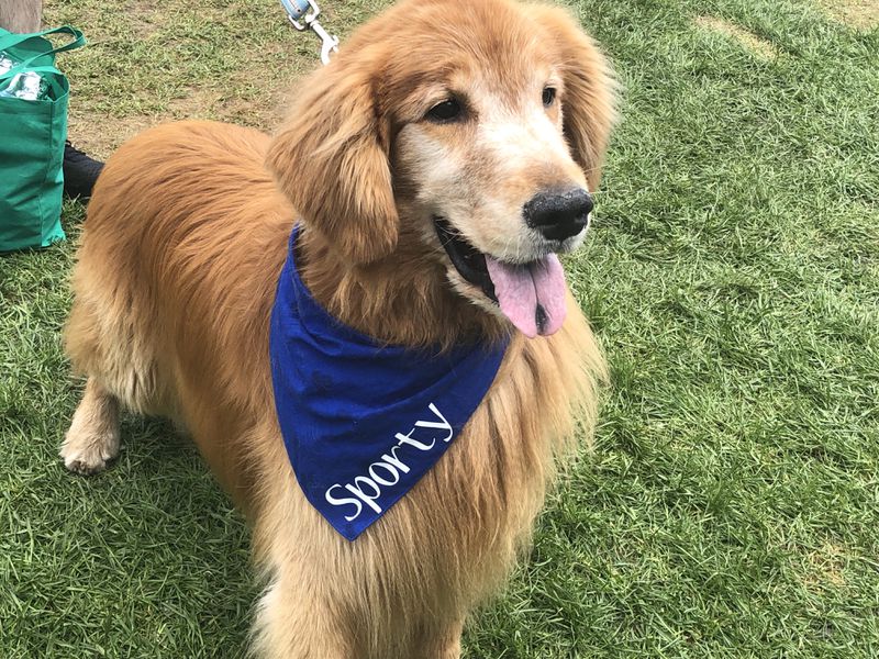 Sporty is a bit of a Chicago celebrity with more than 60,000 followers on instagram (@sporty_thedog). Sporty was invited to Bark in the Park to be featured in the event’s “Celebrity Dog” tent.