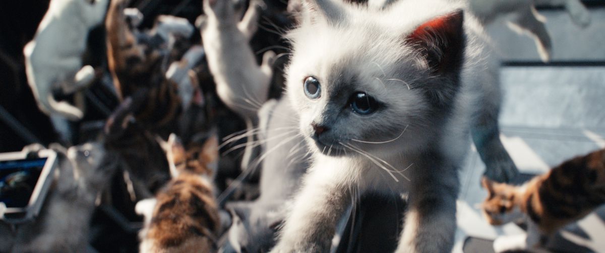 CG kittens float through the air in a zero-gravity scene from the Marvel Cinematic Universe movie The Marvels