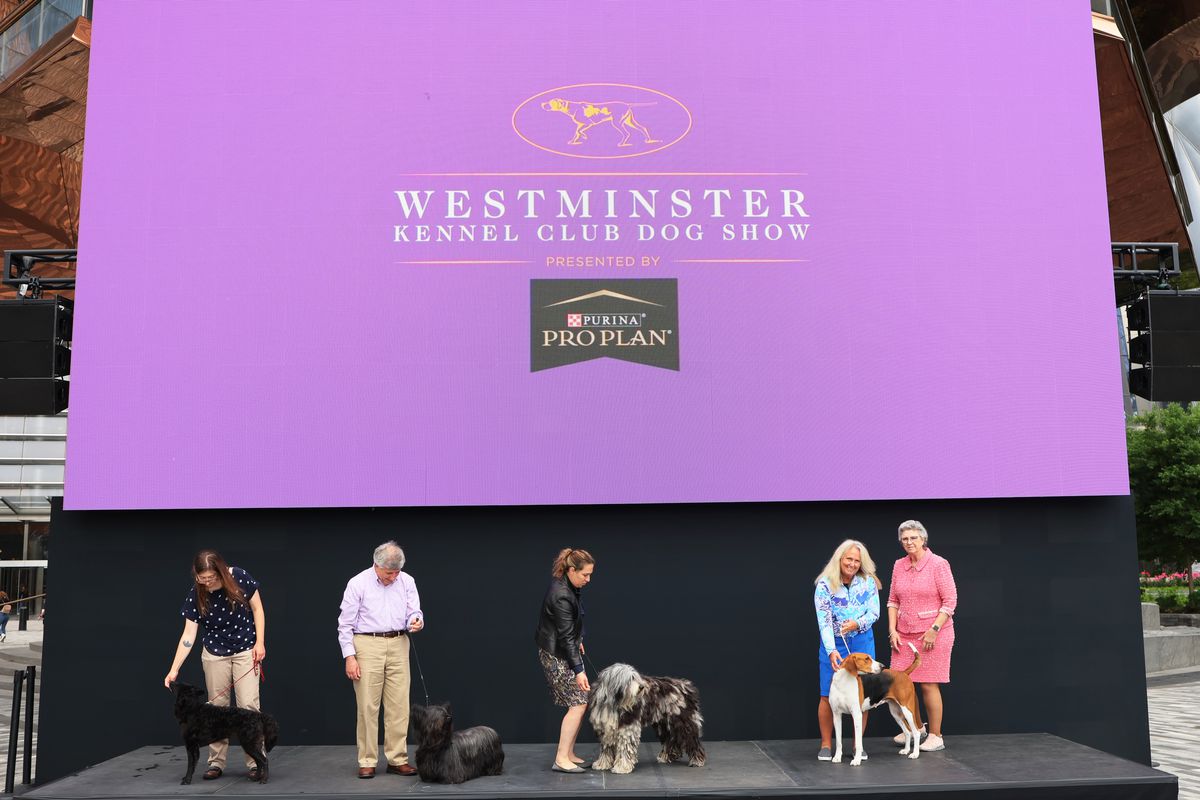 Dogs participating in the 146th Westminster Kennel Club Dog Show are shown during a press preview at the Hudson Yards on June 16, 2022 in New York City. The show will run from June 18th until June 22th at the Lyndhurst Estate in Tarrytown, New York. There will be over 3,500 dogs with over 200 breeds competing in three different competitions.