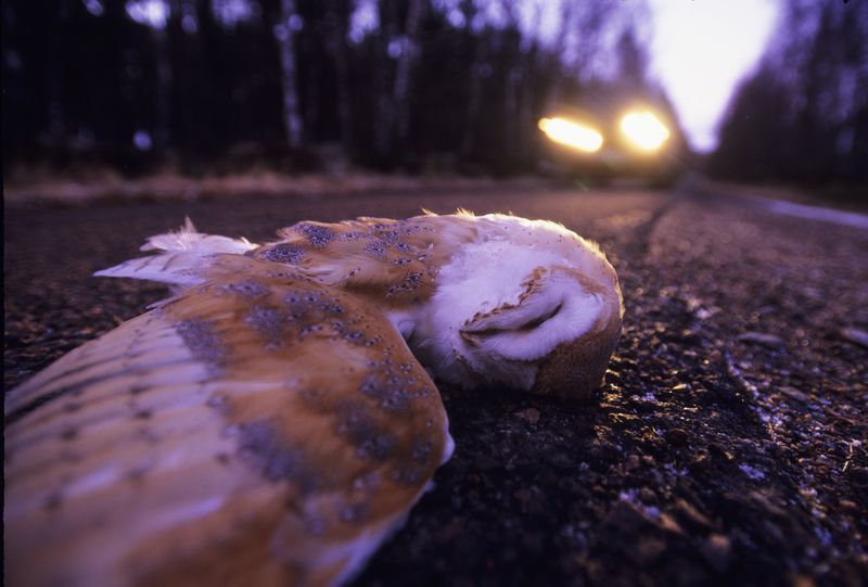 Close-up of a dead barn owl in the middle of a road with a car with bright headlights approaching it.