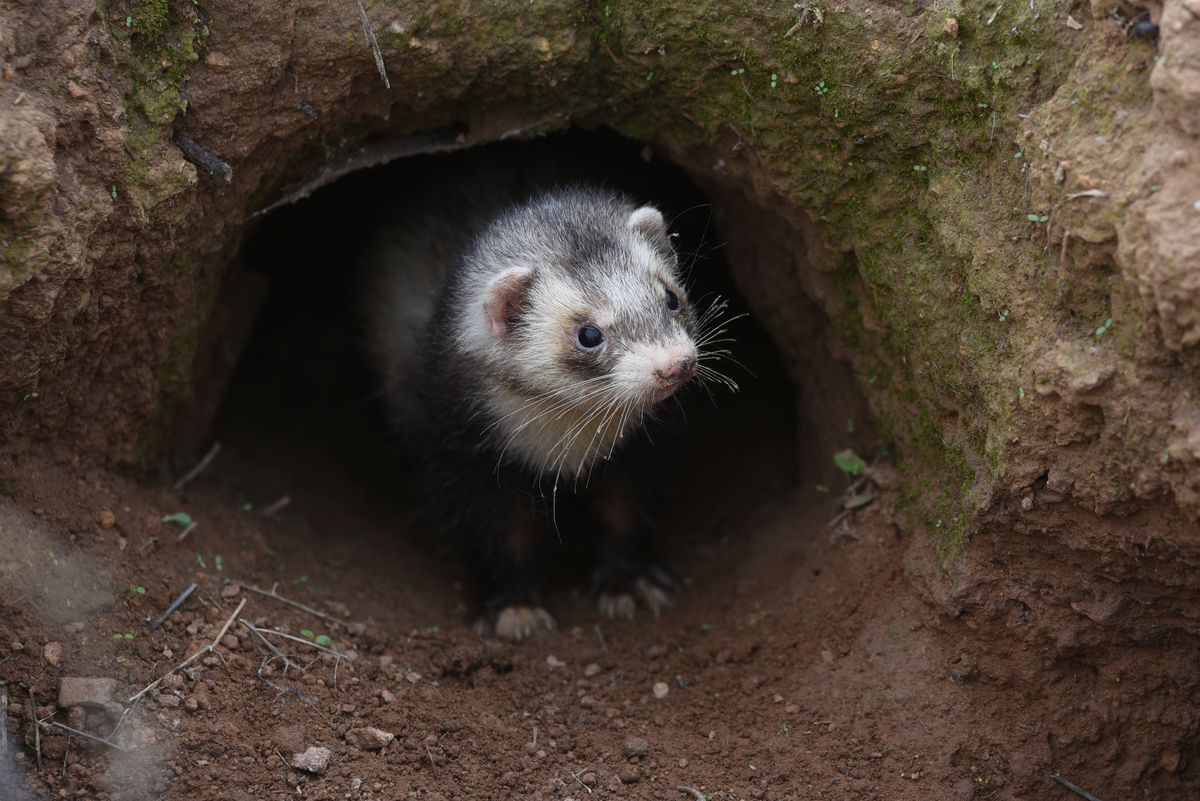 A ferret stands in a rabbit’s burrow close to the village of...