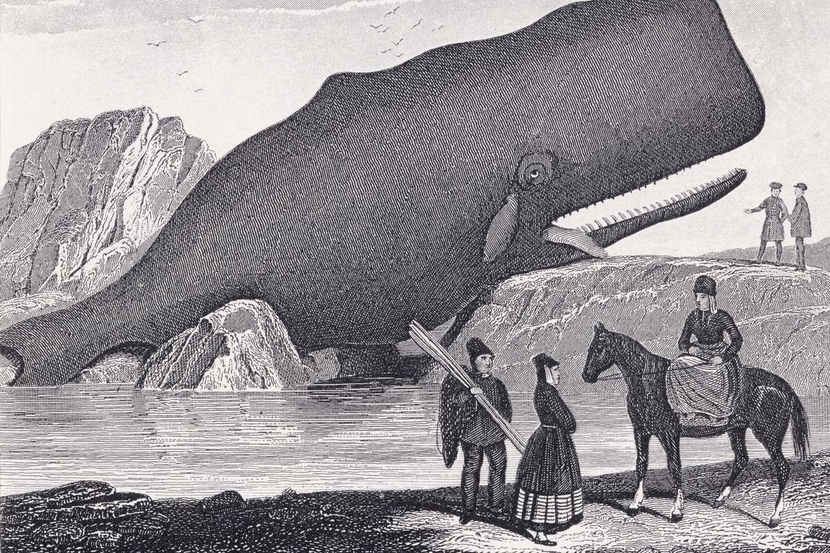 A Beached Sperm Whale