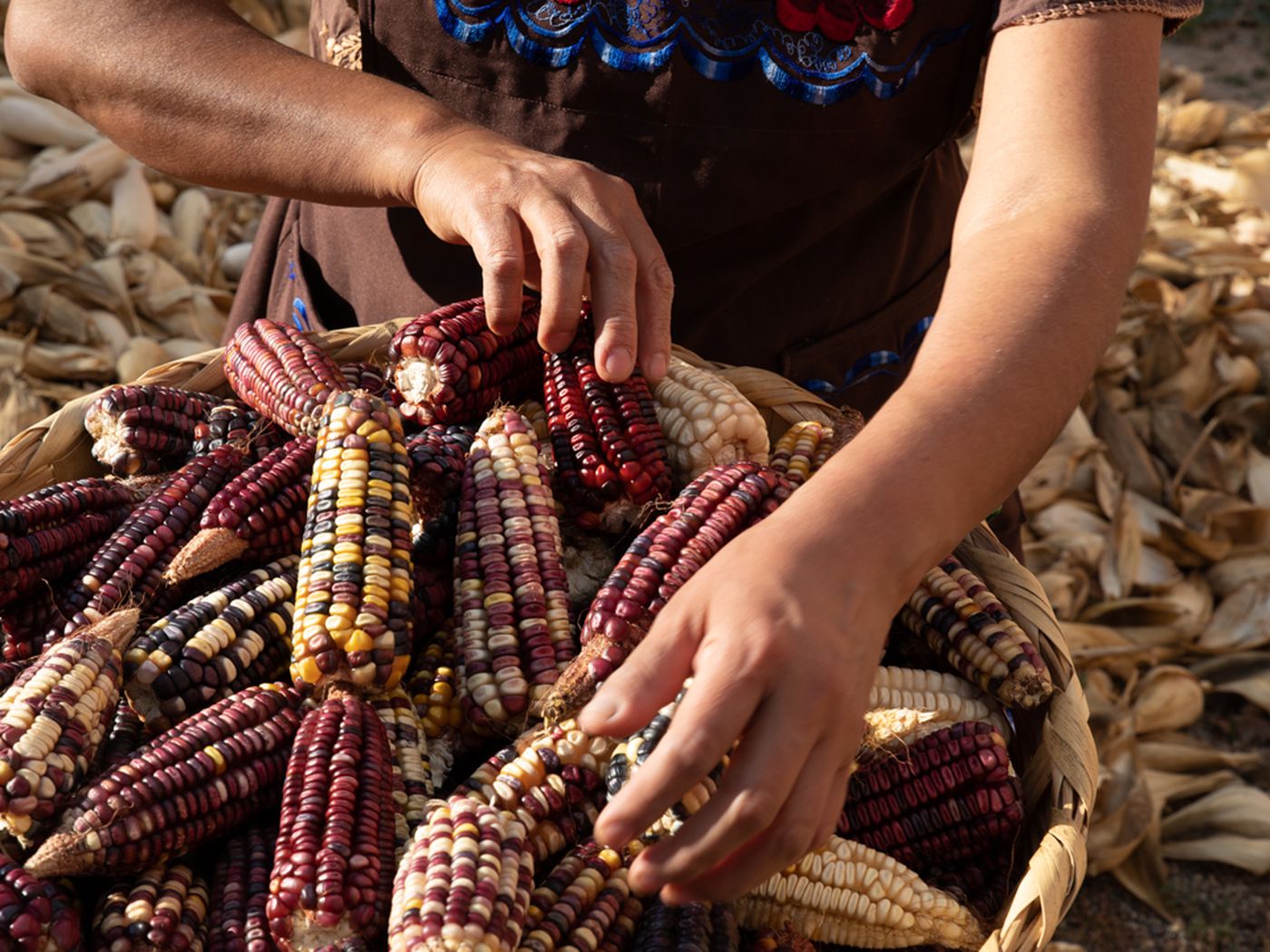 The Indigenous Farmers Preserving Mexico's Native Corn - Eater