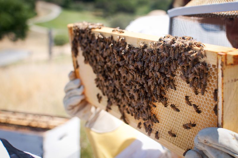 A beekeeper in hat and gloves holds a wooden hive frame covered in honey bees.