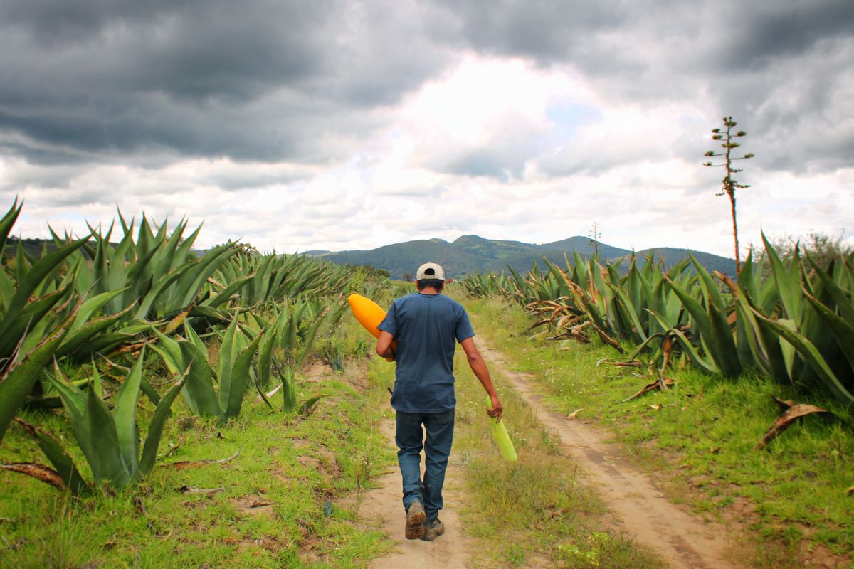 A man with bright tools walks down a lane cut between agave plants. 