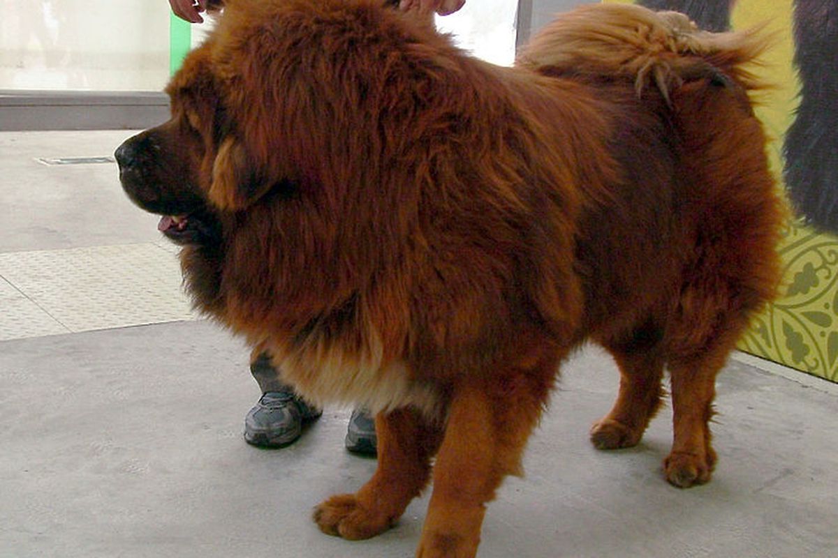 tibetan mastiff (wikimedia)