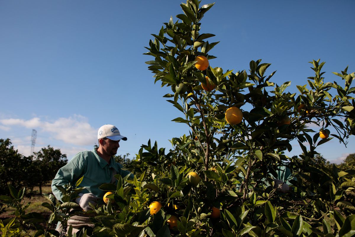 Brazil&nbsp;Frost&nbsp;May Crimp Orange-Juice Industry Margins