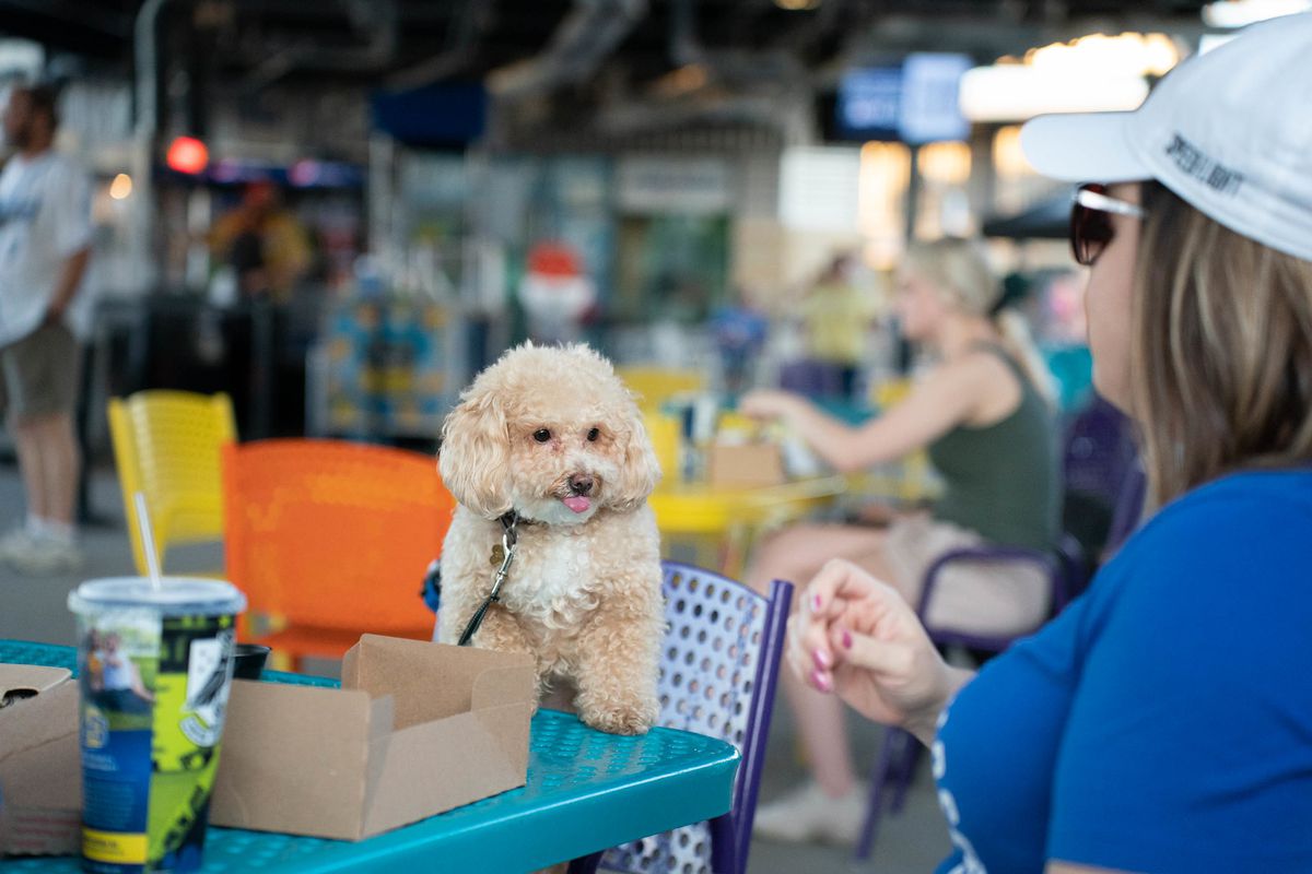 A wide shot of a baseball stadium concourse. In the foreground is a teal table. Standing up on two paws from a purple chair is a small dog with blonde, curly fur. Its tongue is sticking out.