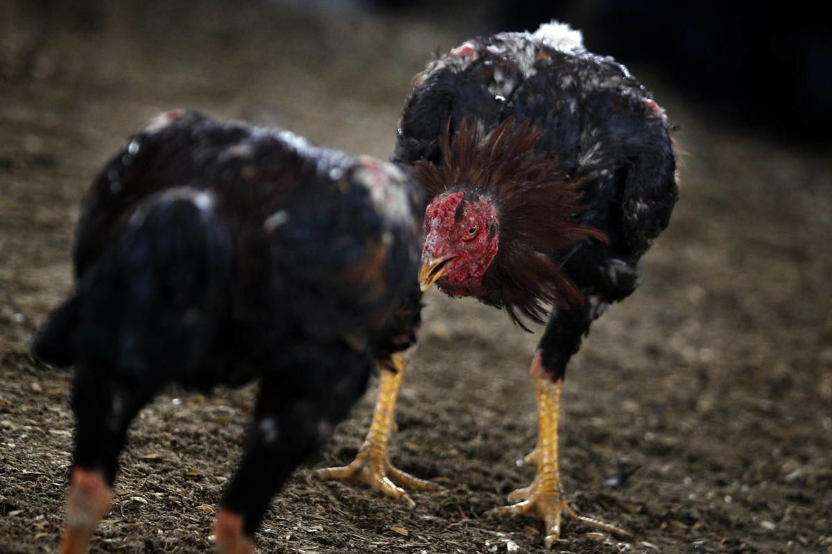 A bill that would make cockfighting a class A misdemeanor passed a Senate committee Tuesday.