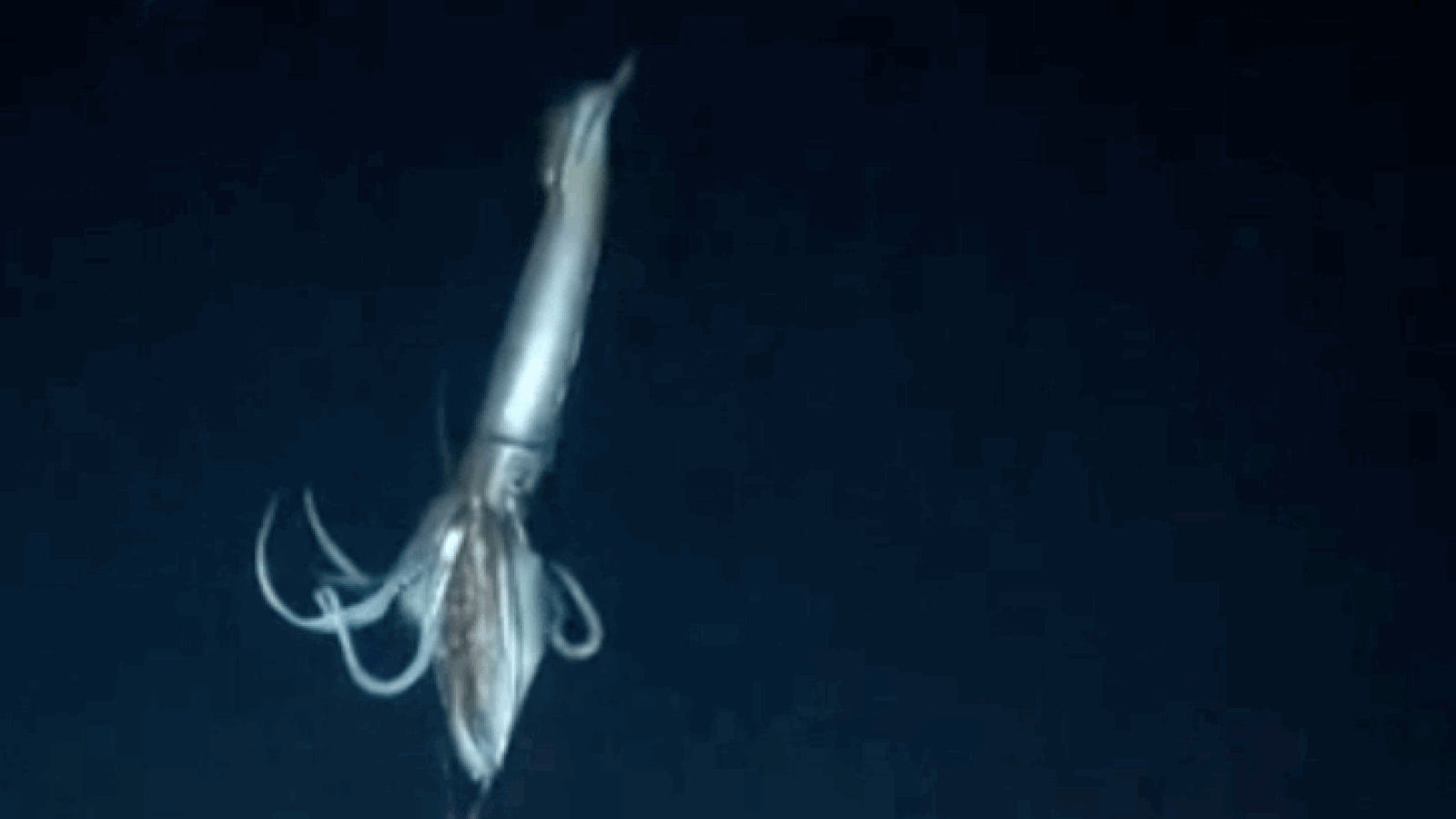 A brief history of squid video | The Verge