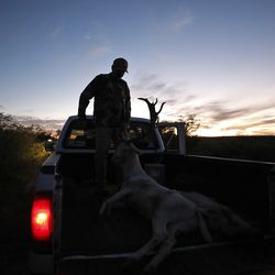 Ty Detmer places a fallow deer in the bed of his pickup after a hunt on his T14 Ranch Thursday, Nov. 15, 2018, near Freer, Texas.