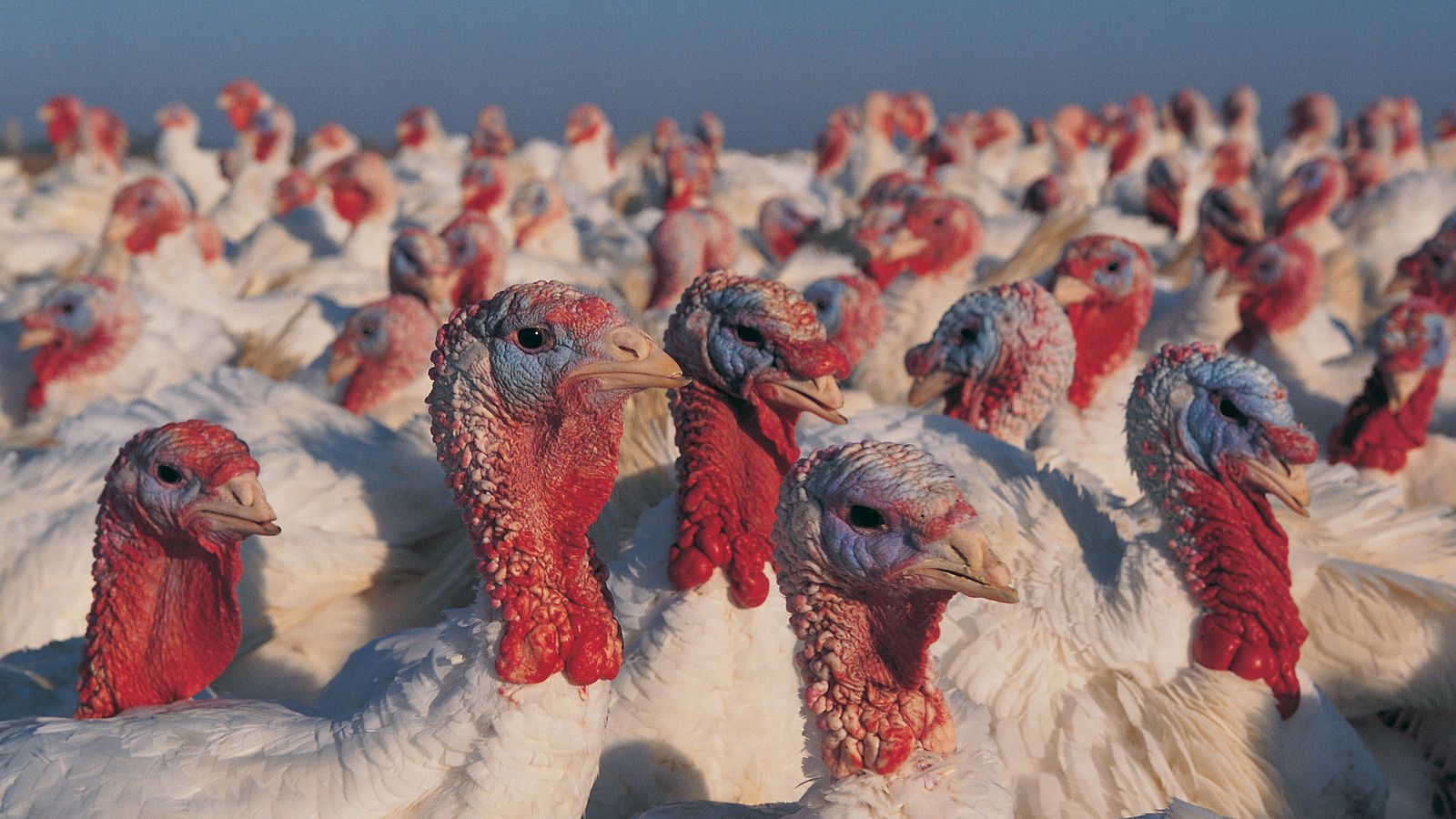 6 states produce almost all the turkey in the US - Vox