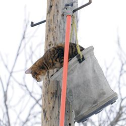 A Rocky Mountain Power employee helps a cat down from a power line pole on Tuesday, Dec. 31, 2013, in the backyard of a home in Salt Lake County. While the cat was being lowered down, it jumped onto a tool shed before running into neighbors' yards.