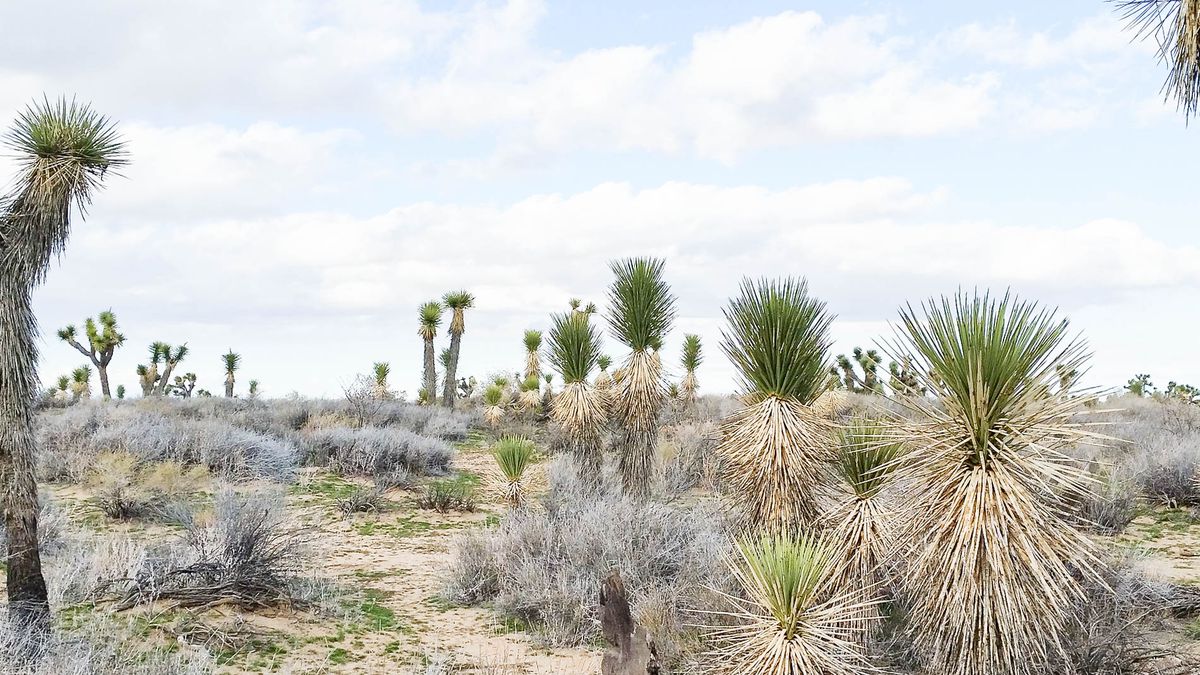 A wash of uncut palms in the scraggly bright high desert.