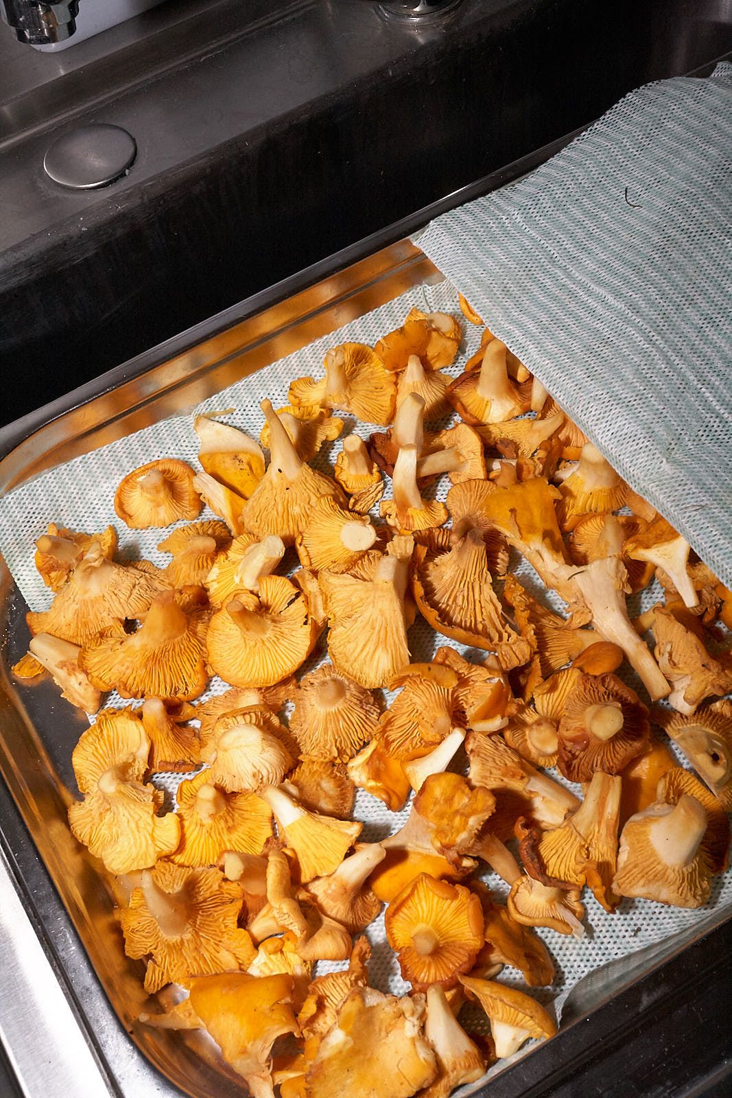 A tray of girolle mushrooms on a cloth.