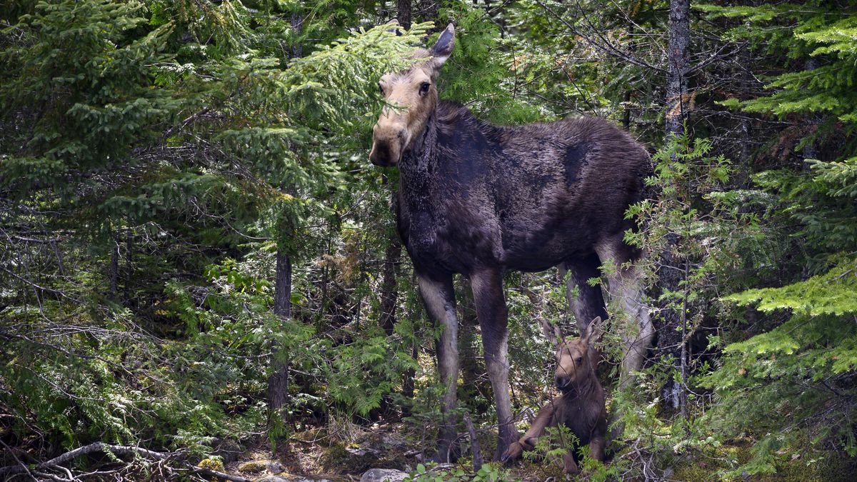 Brain worms, ticks, and the mysterious deaths of Minnesota moose - Vox