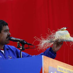 Venezuela's acting President Nicolas Maduro holds a farm worker's hat with the figure of a bird perched on the hat's crown during a presidential election campaign rally in Catia La Mar, Venezuela, Tuesday, April 9, 2013.  Maduro assured last week during a campaign rally that Venezuela's late President Hugo Chavez appeared to him as a "very small bird" to give him his blessing.  Maduro, Chavez's hand-picked successor, is running for president against opposition candidate Henrique Capriles in the presidential election set for Sunday, April 14. 