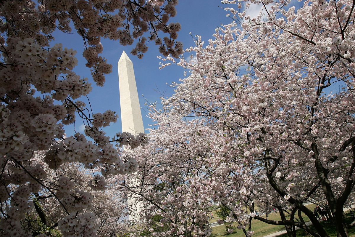 Cherry Blossoms Bloom In Washington