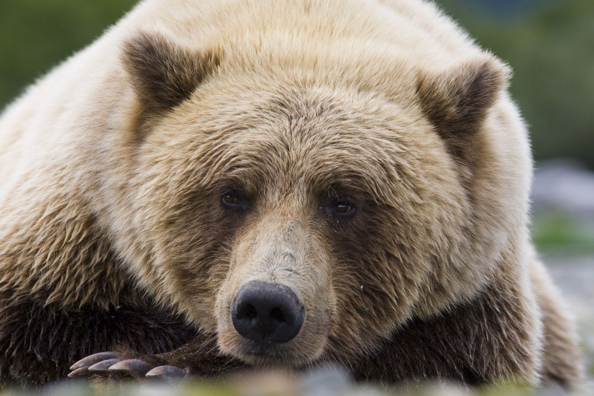 Brown Bear, Ursos arctos, relaxing near creek Katmai, Alaska