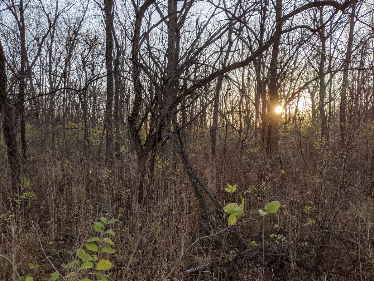 First light on Friday, opening day of firearm deer season in Illinois, the finest hour of the year for many of us. Credit: Dale Bowman