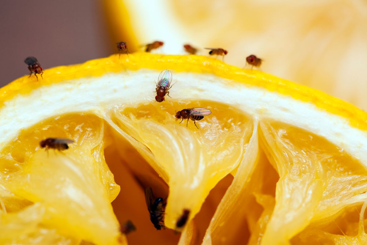 Fruit flies on a lemon.