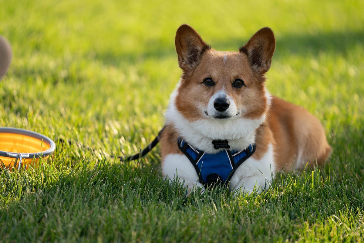 A Corgi with their ears pointed straight up is lounging in grass and looking right at the camera. Their paws are neatly in front of their body and they are wearing a blue harness with the leash resting in the grass.