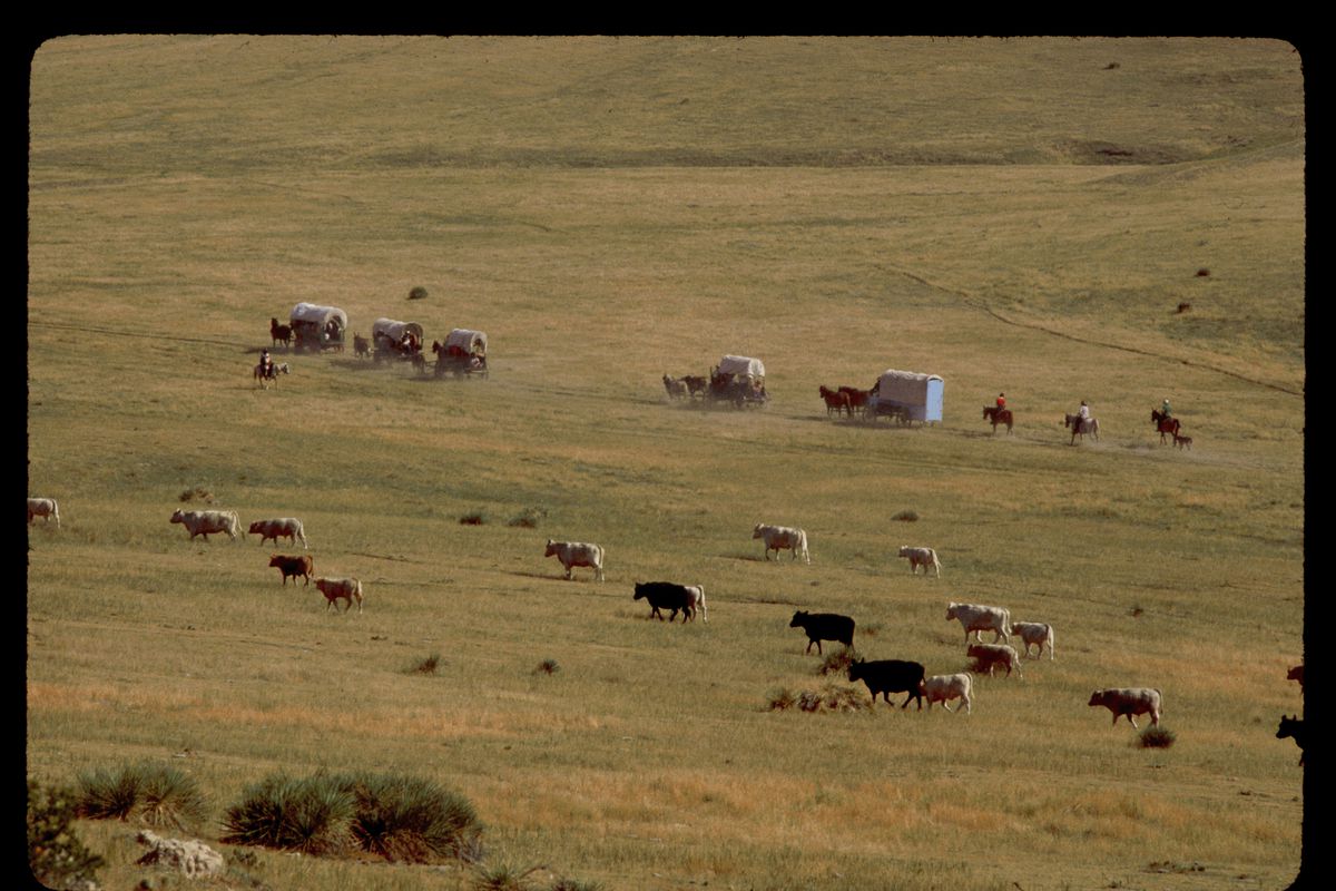 Covered Wagons on a Prairie With Cattle