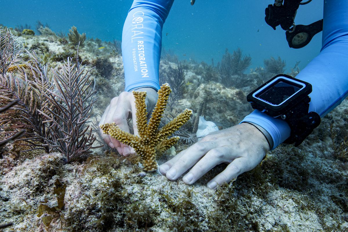 The hands of a scuba diver sticking a staghorn coral to a rock at the bottom of the ocean.