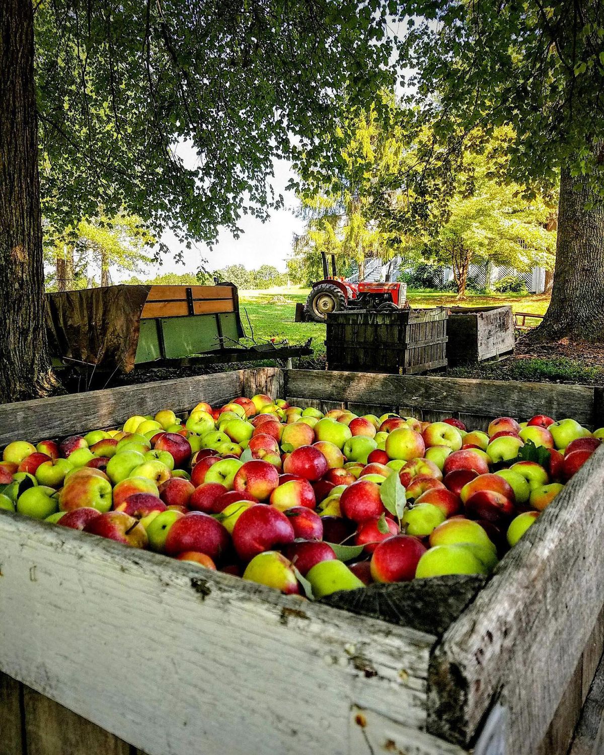 A crate filled with freshly picked apples sits beneath towering oak trees on the The Folk Collaborative farm in McCaysville, GA. 