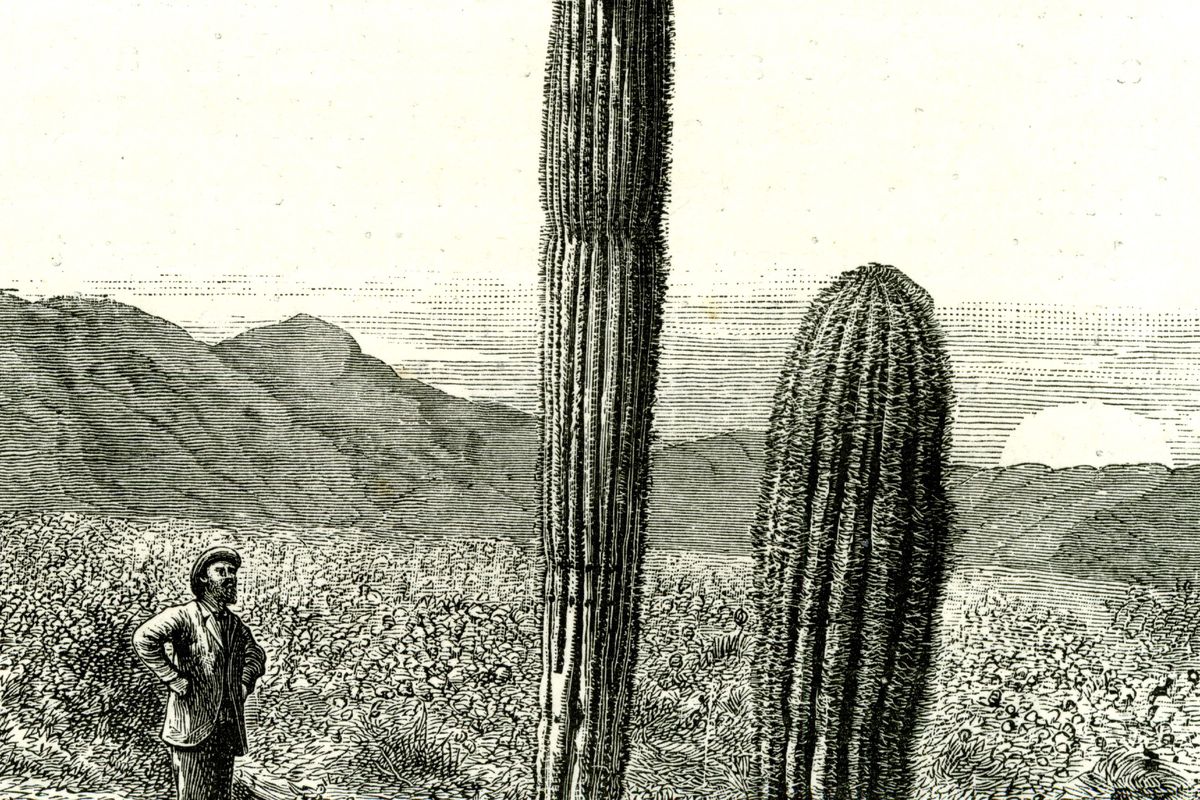 Giant Cactus, Arizona, 1891, Usa