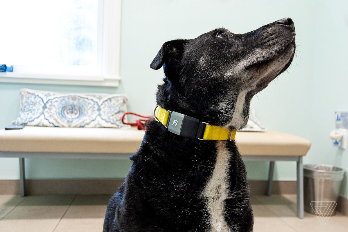 Fi dog collar review: some interesting ideas, but leaves a lot to be  desired - The Verge