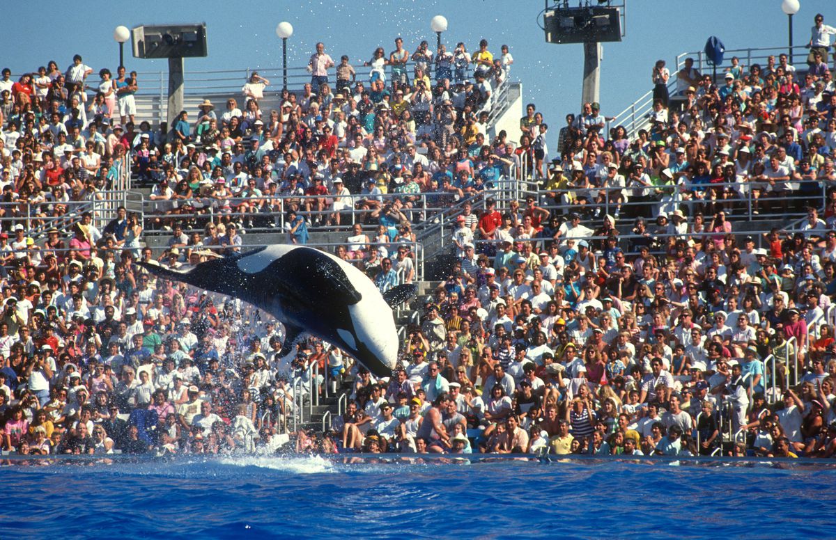 An orca flipping in the air in front of a large stadium crowd.