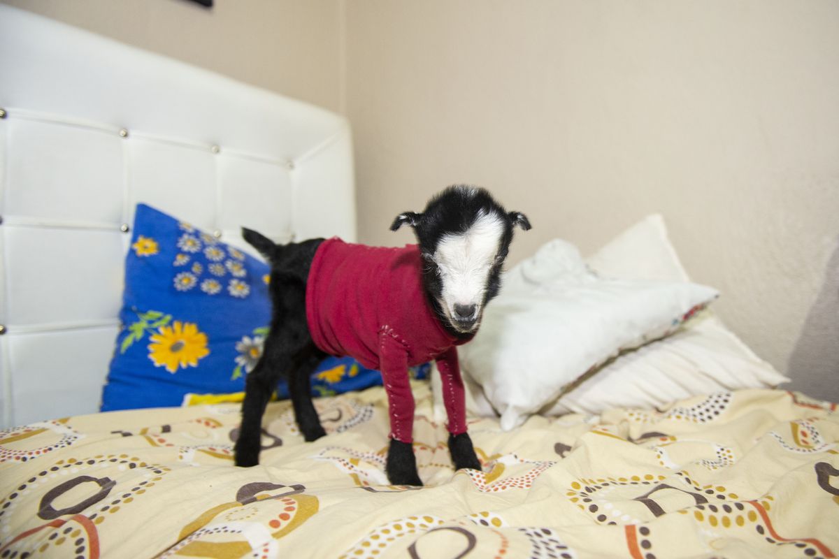 Abandoned baby goat becomes a mascot of a foster family