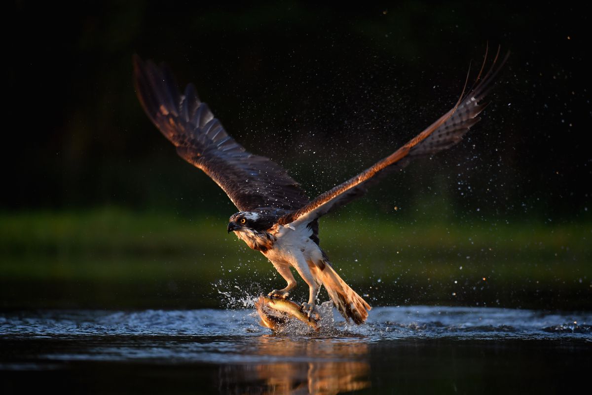 Ospreys Return To Scotland For The Summer