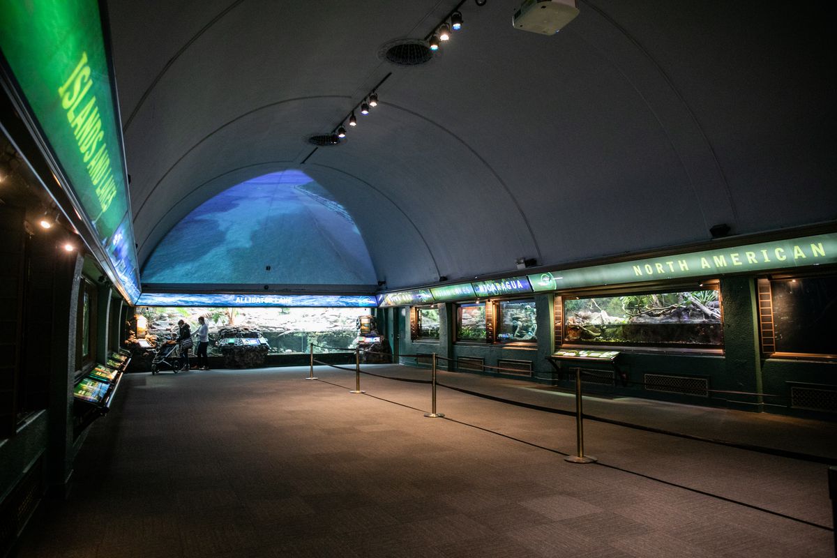 Aquatic habitats in the Shedd Aquarium will be transformed as part of an eight-year renovation. New habitats will provide larger, unobstructed viewing windows for patrons.