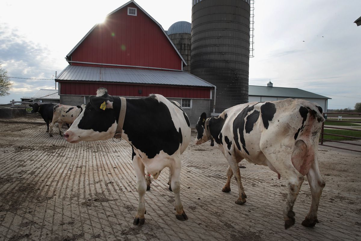 Trump Highlights U.S. Dairy Farmers Hurt By Canadian Tariffs