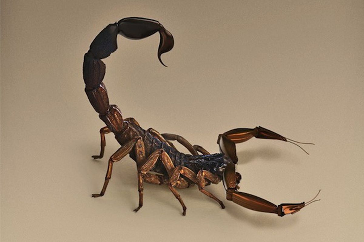 Scorpion by Vincent Fournier