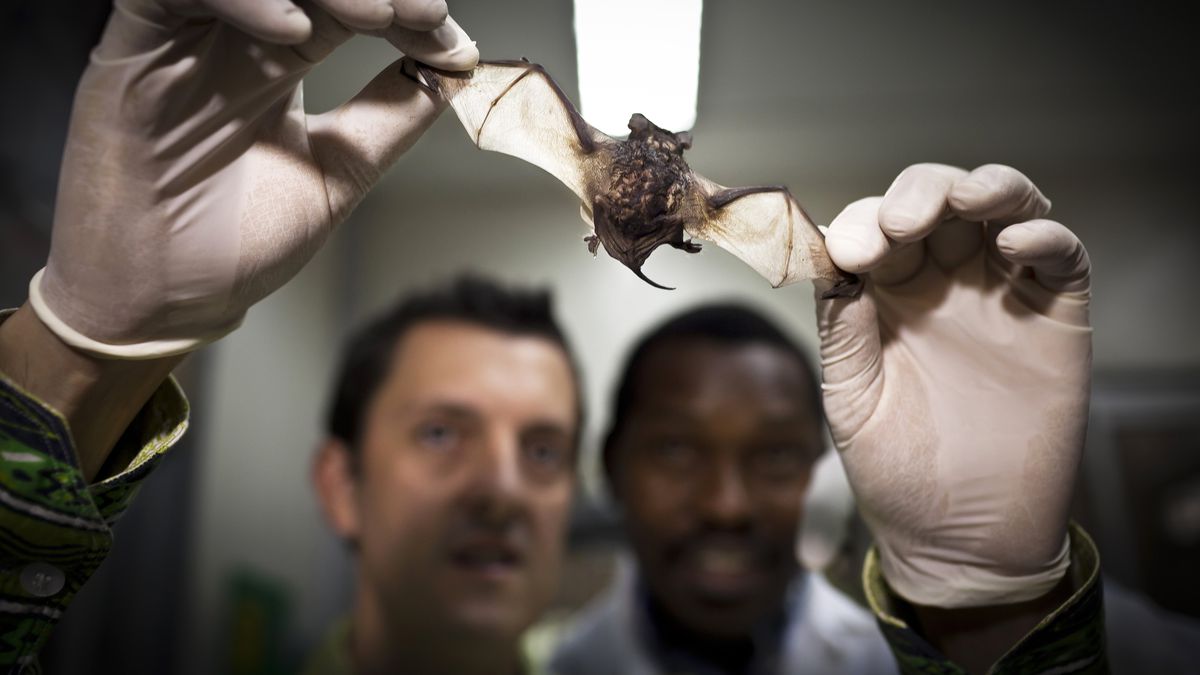 A pair of hands wearing surgical gloves holds a bat up to the light as two scientists look on in the background.