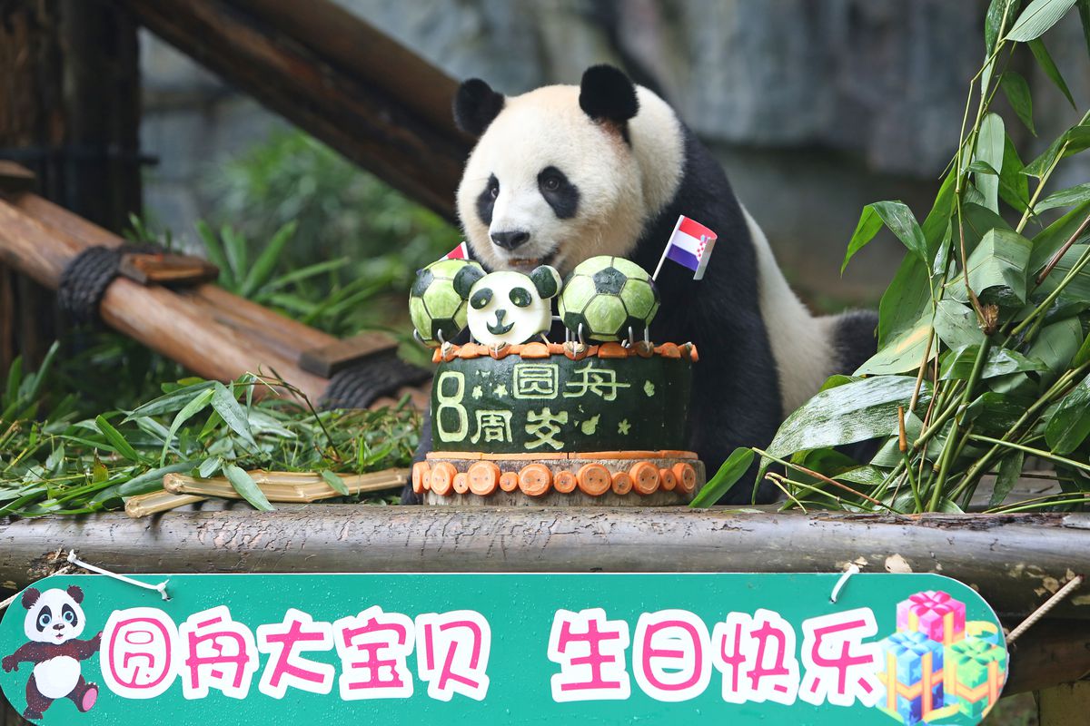 Giant Panda Yuan Zhou Celebrates Eighth Birthday In Shenzhen
