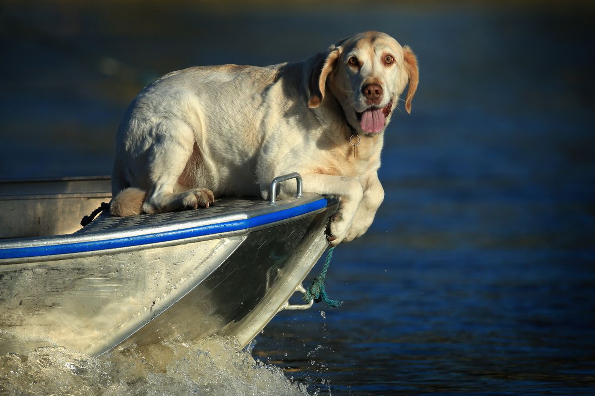 Hopefully a picture of a dog on a boat will cheer us all up