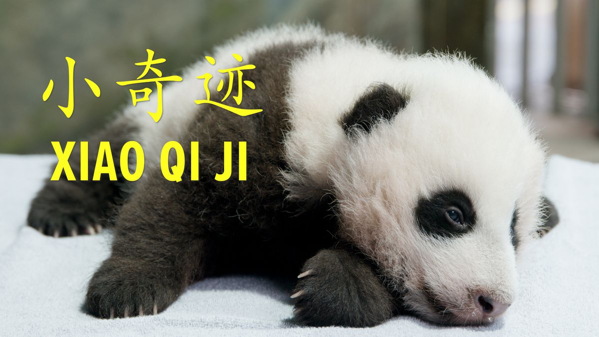 After five days of voting and just under 135,000 votes, the panda cub at the Smithsonian’s National Zoo is named Xiao Qi Ji (SHIAU-chi-ji), which translates as “little miracle” in English.